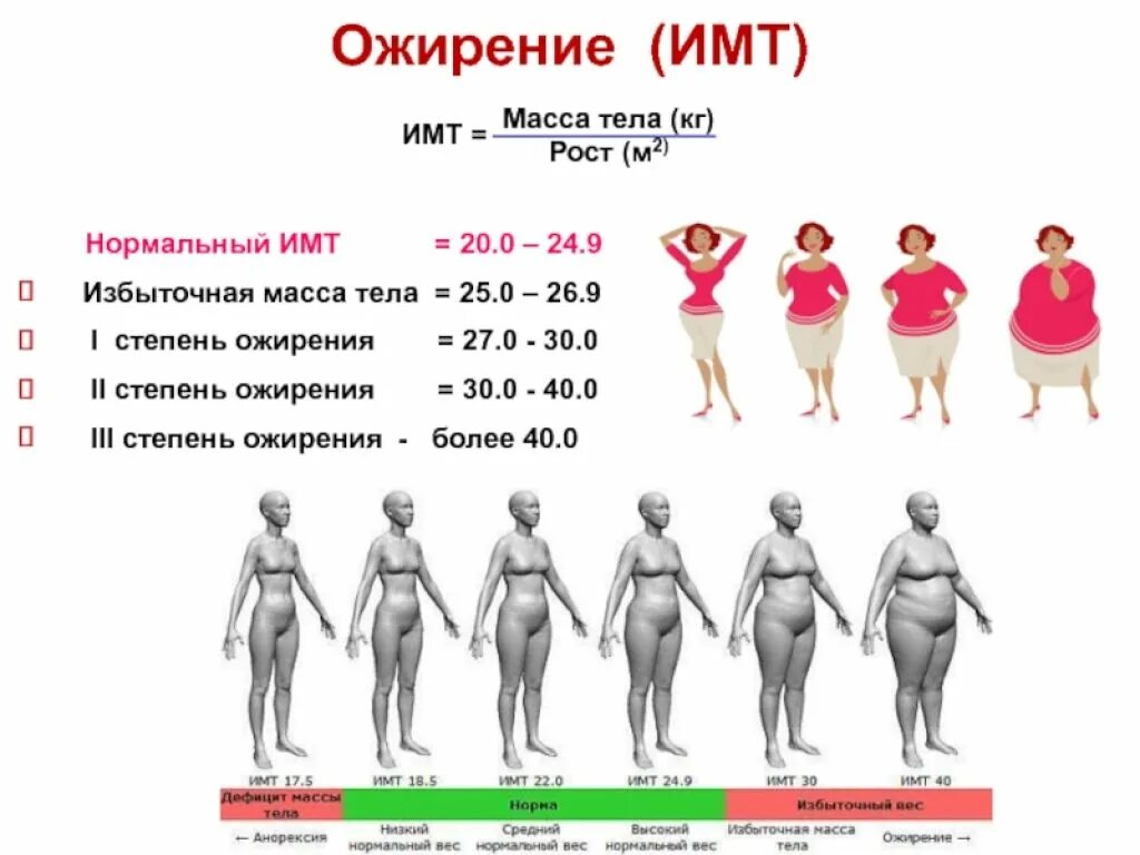 Сколько составляющих тела
