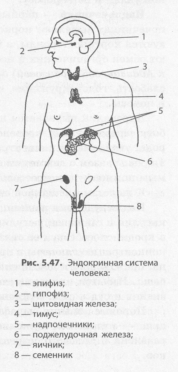 Какая эндокринная железа изображена на рисунке. Схема желез внутренней секреции человека. Схема расположения желез внутренней секреции организма. Схема эндокринных желез. Расположение желез внутренней секреции рисунок.