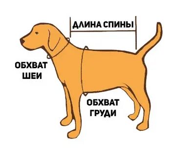 Обхват шеи джек рассел