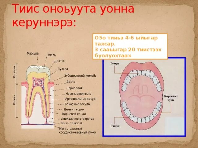 Доруобай тиис доруобуйа терде. Тиис. Доруобай тиис доруобуйа терде. Тиис. Тиис.