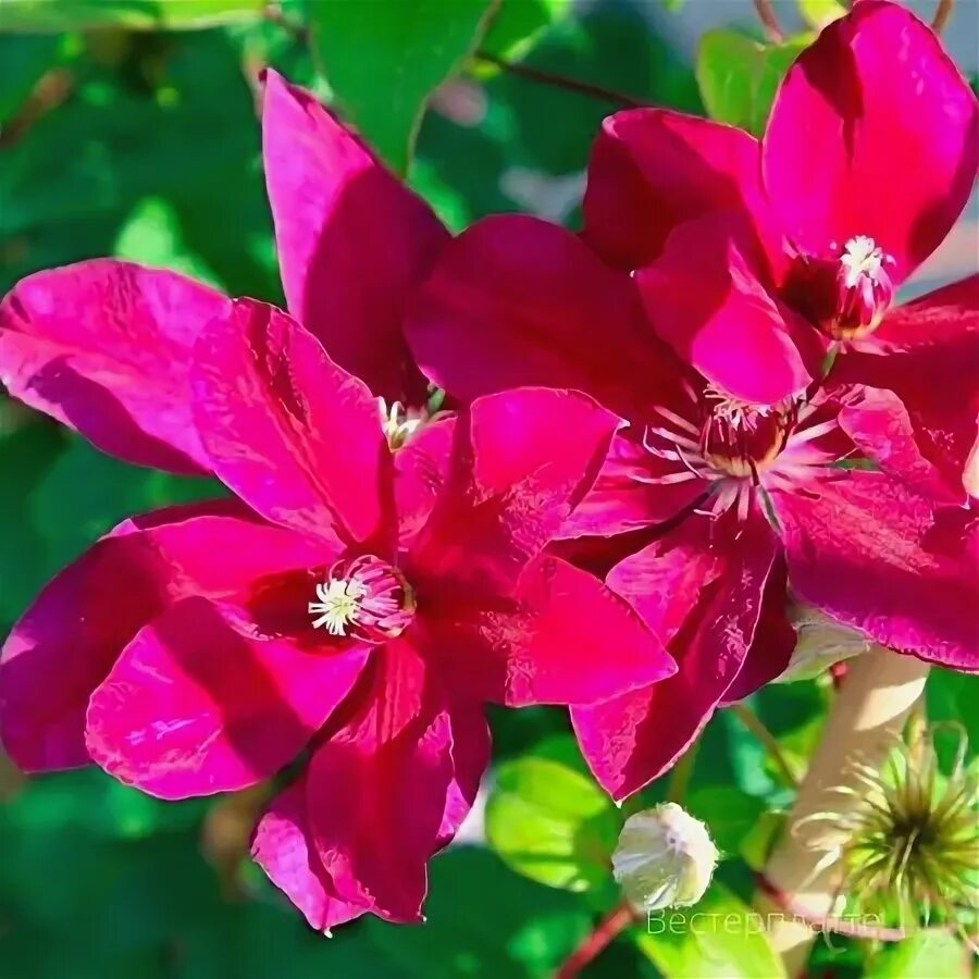 Клематис крупноцветковый Вестерплатте: купить в Москве саженцы Clematis Westerpl