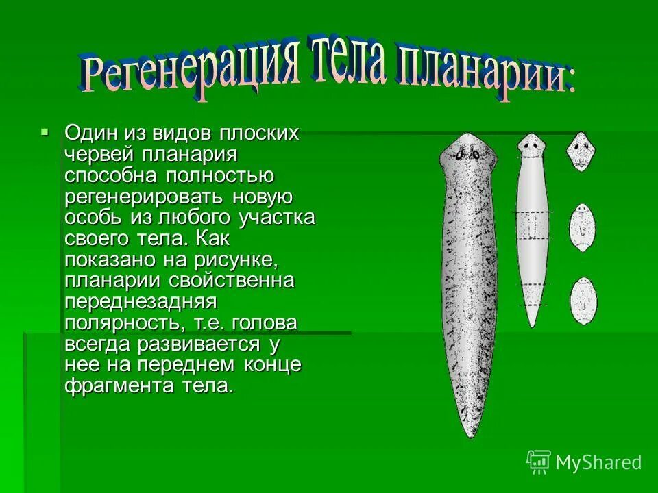 Половая система планарии. Ресничные черви планария питание. К какому типу относится молочная планария. Белая планария строение органы. Системы органов планарии.