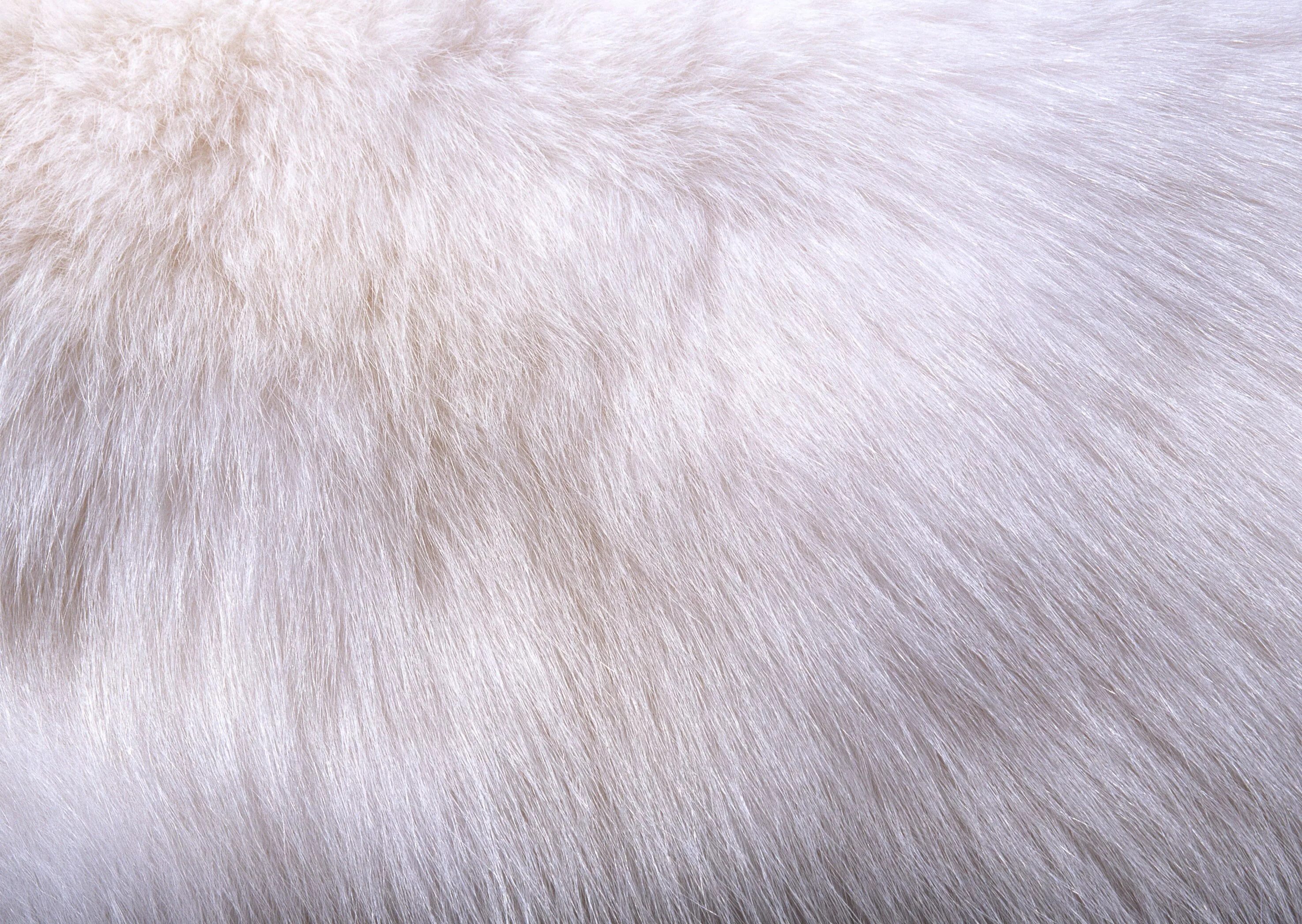 Wapsi мех песца Arctic Fox fur FL.Chartreuse. Белый мех. Текстура шерсти. Мех фактура.