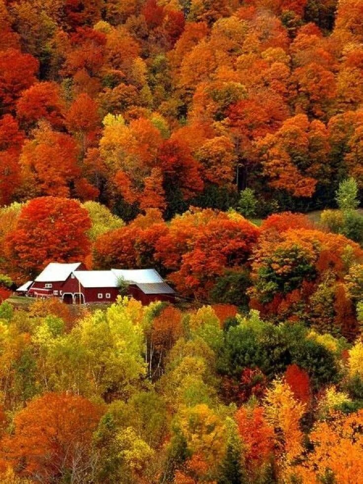 Скачать обои осень, природа, река, фото, листва, Лес, раздел природа в разрешени