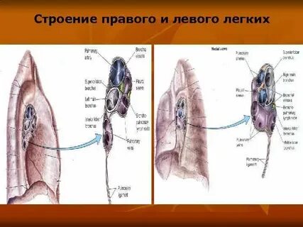 Строение правого