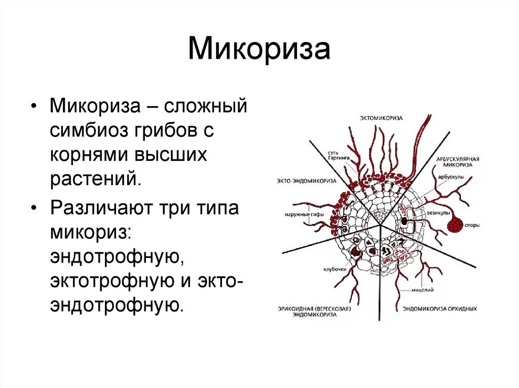 Что такое микориза у грибов. Эктотрофная микориза строение. Типы микоризы растений. Микориза и её виды. Микориза или симбиоз гриба с корнями высших растений.