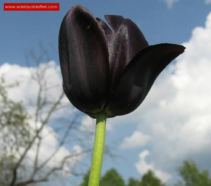 В черном тюльпане в стакане. Тюльпан Негро. Тюльпаны черные ОРТ. Афганский черный тюльпан. Голландские тюльпаны черные.
