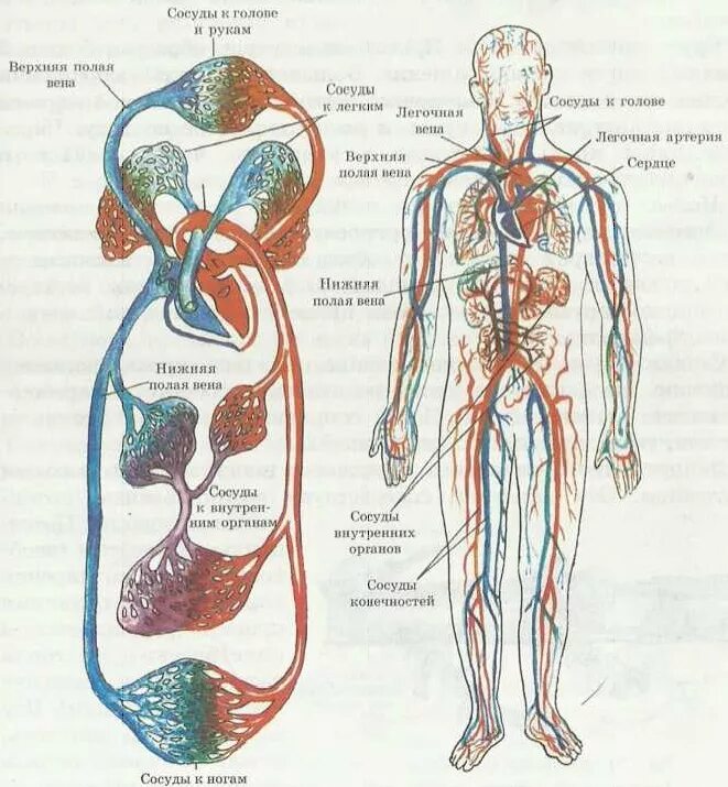 Система кровообращения венозная система. Артерии кругов кровообращения схема. Схема большого круга кровообращения в организме человека. Большой круг кровообращения анатомия. Рисунок кровообращение человека