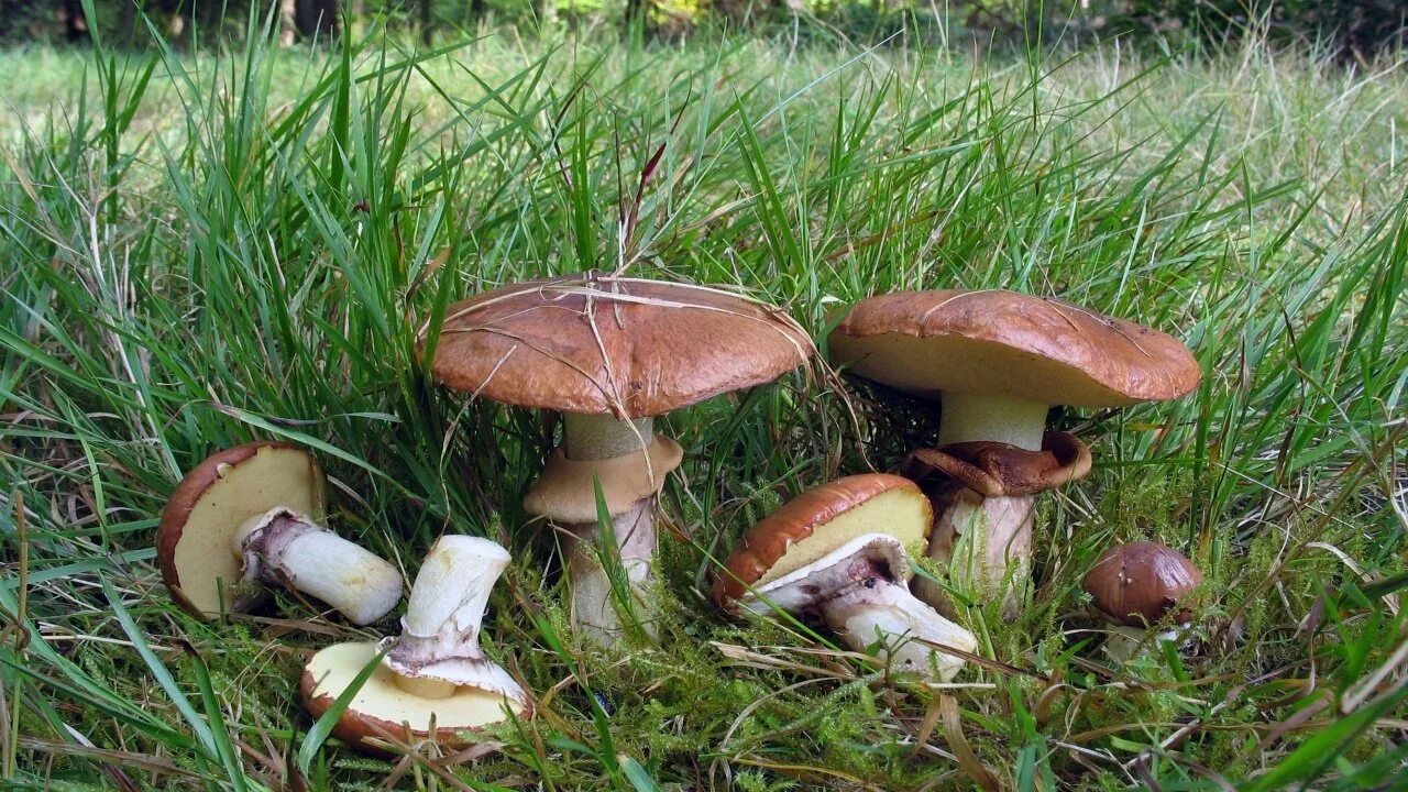 Грибы маслята. Гриб Suillus luteus. Маслёнок обыкновенный. Маслёнок поздний.