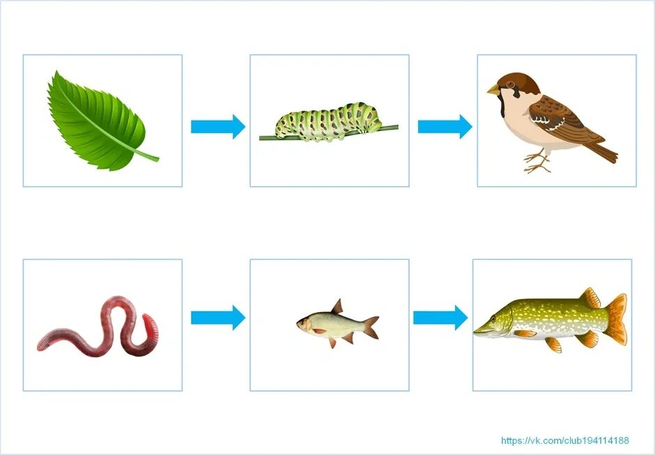 Рисунок цепь питания 5 класс. Цепи питания. Цепочка питания. Пищевая цепь. Пищевые цепи для дошкольников.