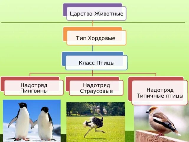 Многообразие птиц 8 класс. Тип Хордовые класс птицы. Надотряд типичные птицы. Царство животные Тип Хордовые. Царство животные класс птицы.