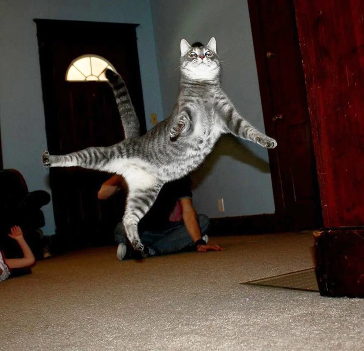Скачущие коты. Смешные кошки. летающие коты. кошка в прыжке. коты бесятся.