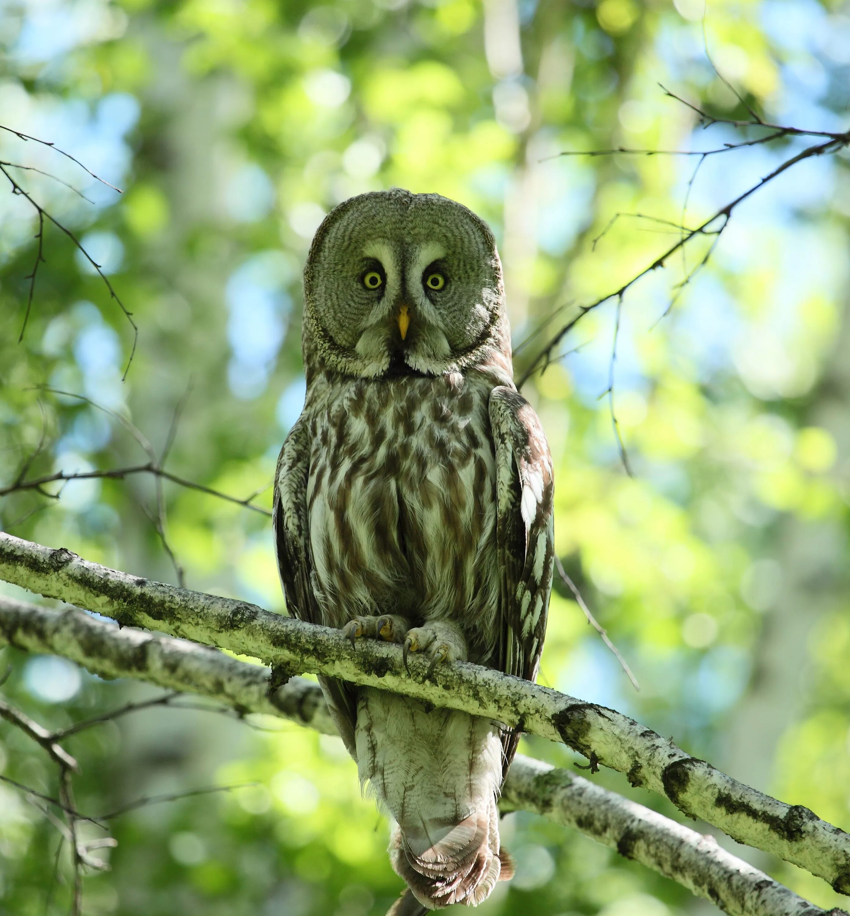 болотная сова алтайского края. неясыть ленинградская область. краснокнижная болотная сова. филин ленинградской области. неясыть ленинградская область.