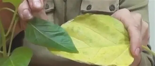 Чем поливать цветы чтобы не желтели листья