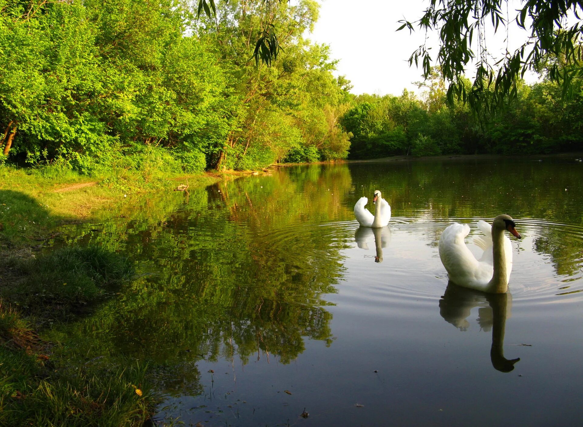 Природа река птицы. Озеро Лебединое Сосновский район. Озеро с лебедями Тирасполь. Лебединое озеро Рязань. Лебеди на озере.