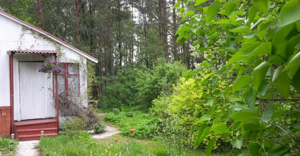 Снт кубинка. Кубинка снт энергия. кубинка дачи. снт энергия одинцовский район. кубинка московская область дачи.