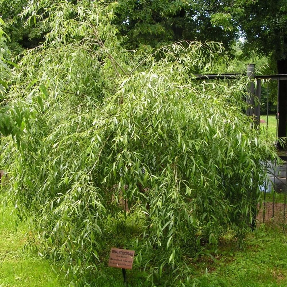 Ива гибридная плакучий гном. Ива плакучая карликовая. Ива змеевидная. Ива виды и сорта фото. Ива повислая вавилонская.