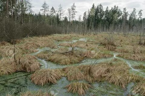 Бугорок на заболоченной земле