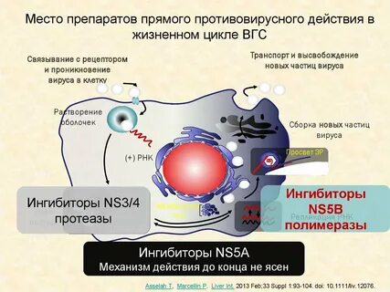 Противовирусные механизм действия