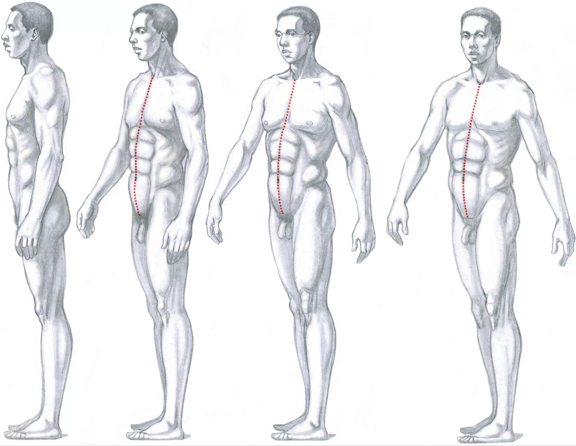 Мышцы торса анатомия. Анатомия тела мужчины референс. Человеческая фигура в профиль. Анатомия человека сбоку. Человек сбоку в полный рост референс.