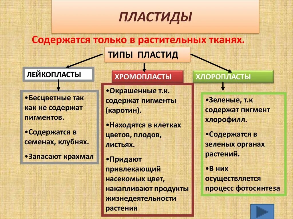 Пластиды виды и функции. Хлоропласты хромопласты лейкопласты таблица. строение и классификация пластид. пластиды строение и функции таблица. виды пластид и их функции.