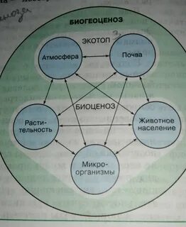 Презентация 9 класс биология сообщество экосистема биогеоценоз
