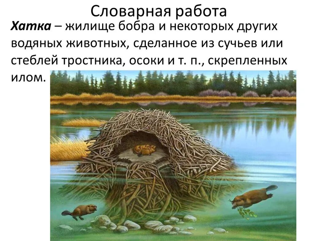 Бобры строят хатки распространенное предложение. Бобры строят хатки распространенное предложение