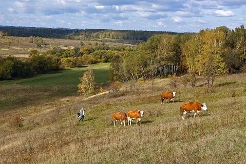 Сельская среда жизни