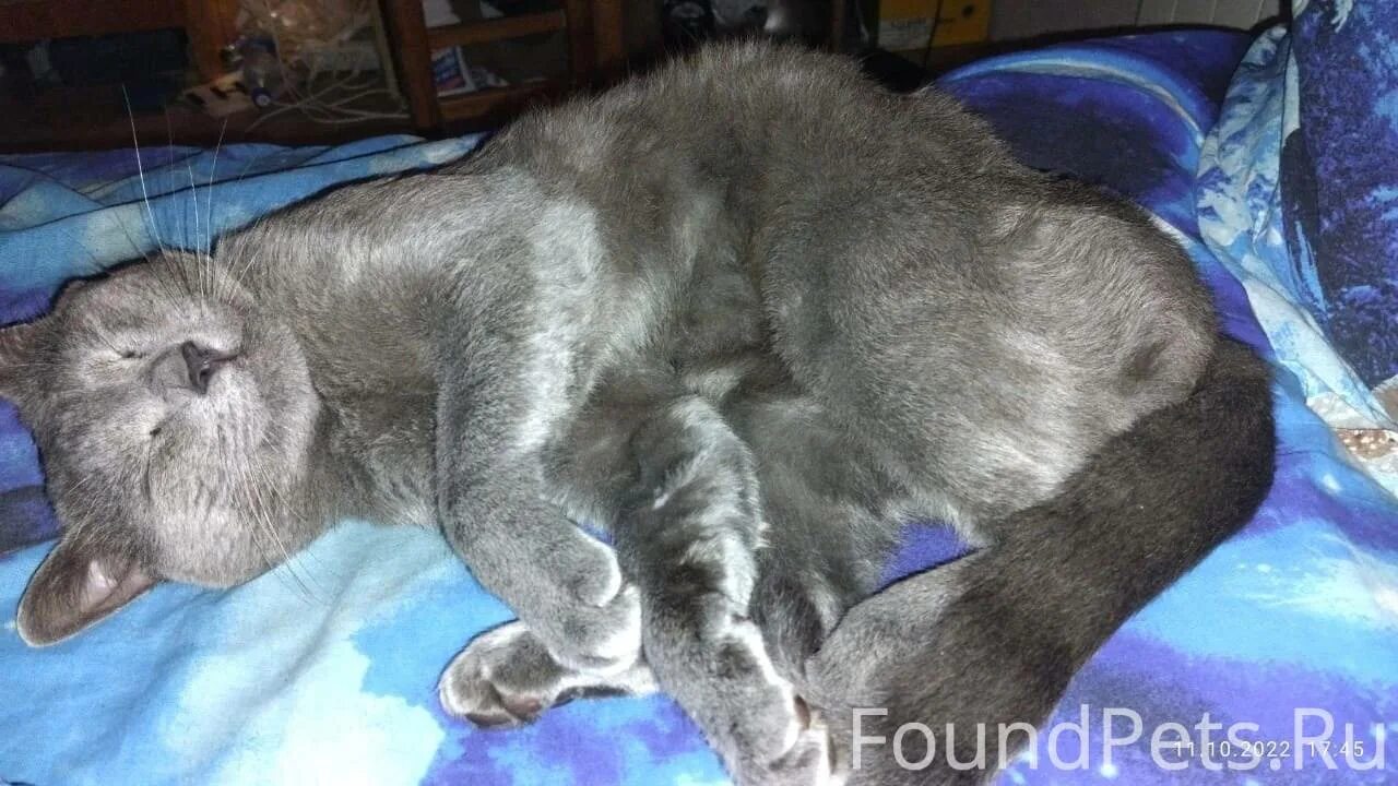 Кот 26 лет. Кот 26 лет