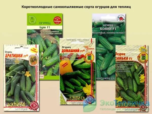 Огурцы сорт для сибири. Сорта огурцов для урала в теплице самоопыляемые. семена огурцов для открытого грунтаса оопыляемые для урала. семена огурцов для открытого грунта самоопыляемые для сибири. семена огурцов название самоопыляемые.