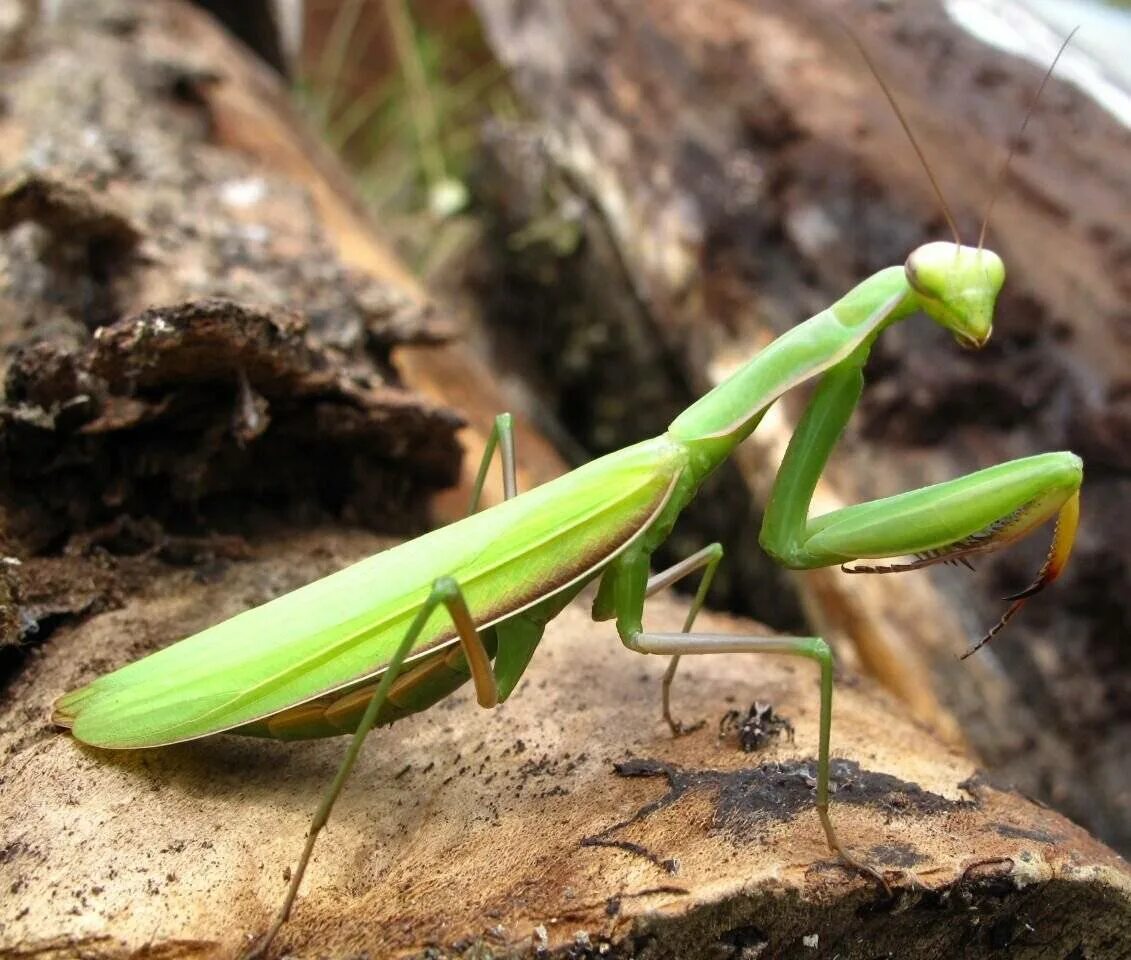 Земляной богомол (Geomantis Larvoides). Мантис богомол. Богомол обыкновенный (Mantis religiosa). Богомол обыкновенный самка. Российский богомол