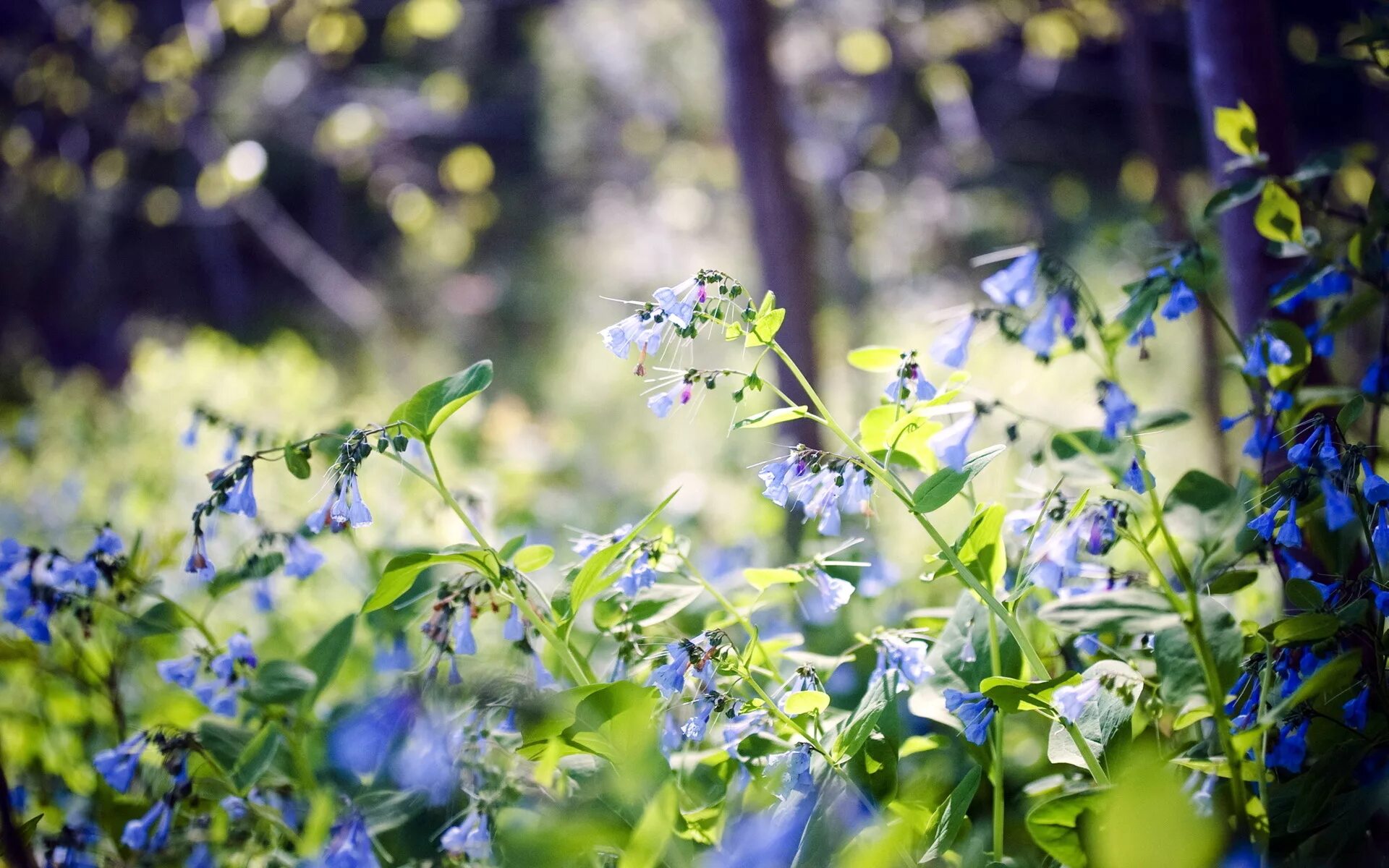 Flower nature. Журавинка Лесные цветы. Полевые цветы в лесу. Лето природа. Летние цветы.