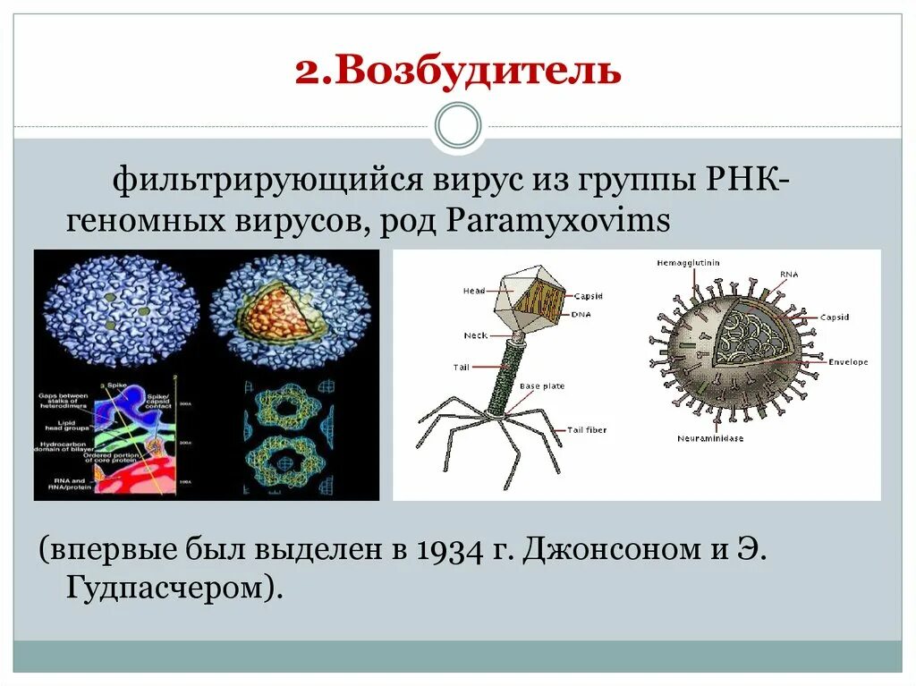 3 группы вирусов. Возбудители вирусов. Группа вирус!. Возбудитель паротитной инфекции. Возбудитель фильтрующий вирус.