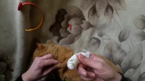Видео уколов котам