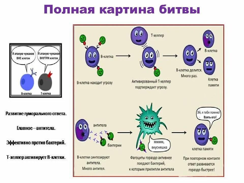 Иммунитет. Иммунитет презентация. Вирусы и иммунитет. Иммунитет против вирусов. Иммунные клетки кишечника