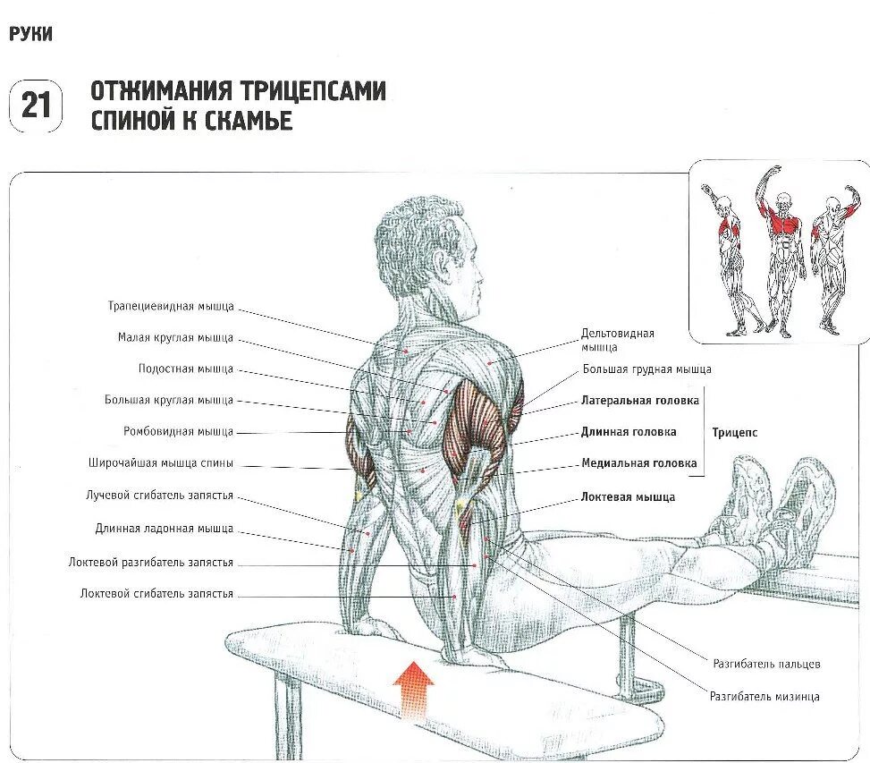 Качать руки отзывы. Упражнения на трицепс со штангой. Упражнения на трицепс отжимания. Программа упражнений на трицепс с гантелями. Схема отжиманий на трицепс.
