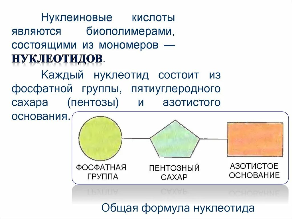 Мономером нуклеиновых кислот является нуклеотид. Нуклеиновые кислоты и их мономеры. Мономеры нуклеиновых кислот. Структура нуклеиновых кислот. Нуклеиновые кислоты яв.