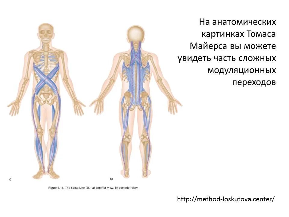 Глубинная миофасциальная цепь Майерс. Анатомические поезда купить