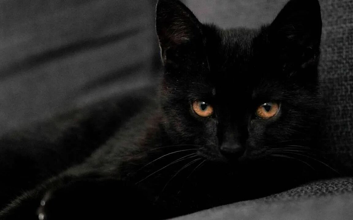 76 черный. Черные коты. Черная кошка с желтыми глазами. Европейская черная кошка. Грациозная черная кошка.
