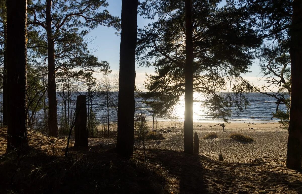 погода репино на 14 дней. погода репино на 14 дней. финский залив сосновый бор. погода репино на 14 дней. сосновый берег финский залив.