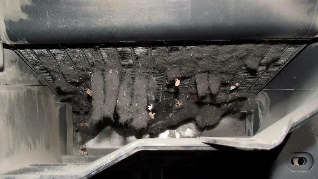 Плесень на стенах в квартире. Плесень аспергилл на стенах. Зеленая плесень на стенах. Грибок после затопления. Запахло сыростью.