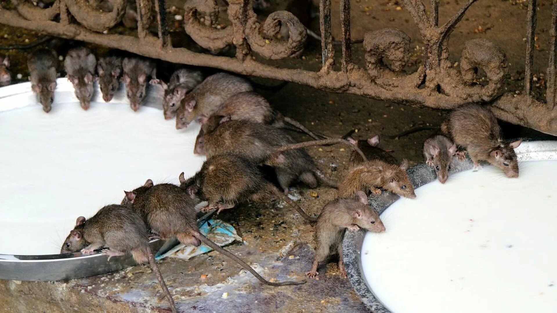 Крыса пасюк. Крыса пасюк. Крысы в париже у эйфелевой башни. Крысы подвальные большие. Париж крысы эйфелева башня.