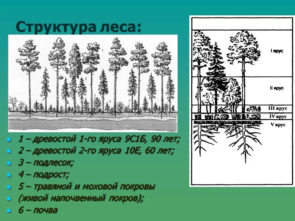 Сходства и различия надземных и подземных ярусов. Ярусность древостоя леса. Ярусность леса первый ярус. Ярусность лесного биоценоза. Надземная ярусность смешанного леса.