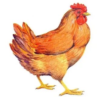 Еркек порносындағы әйелдер тобы