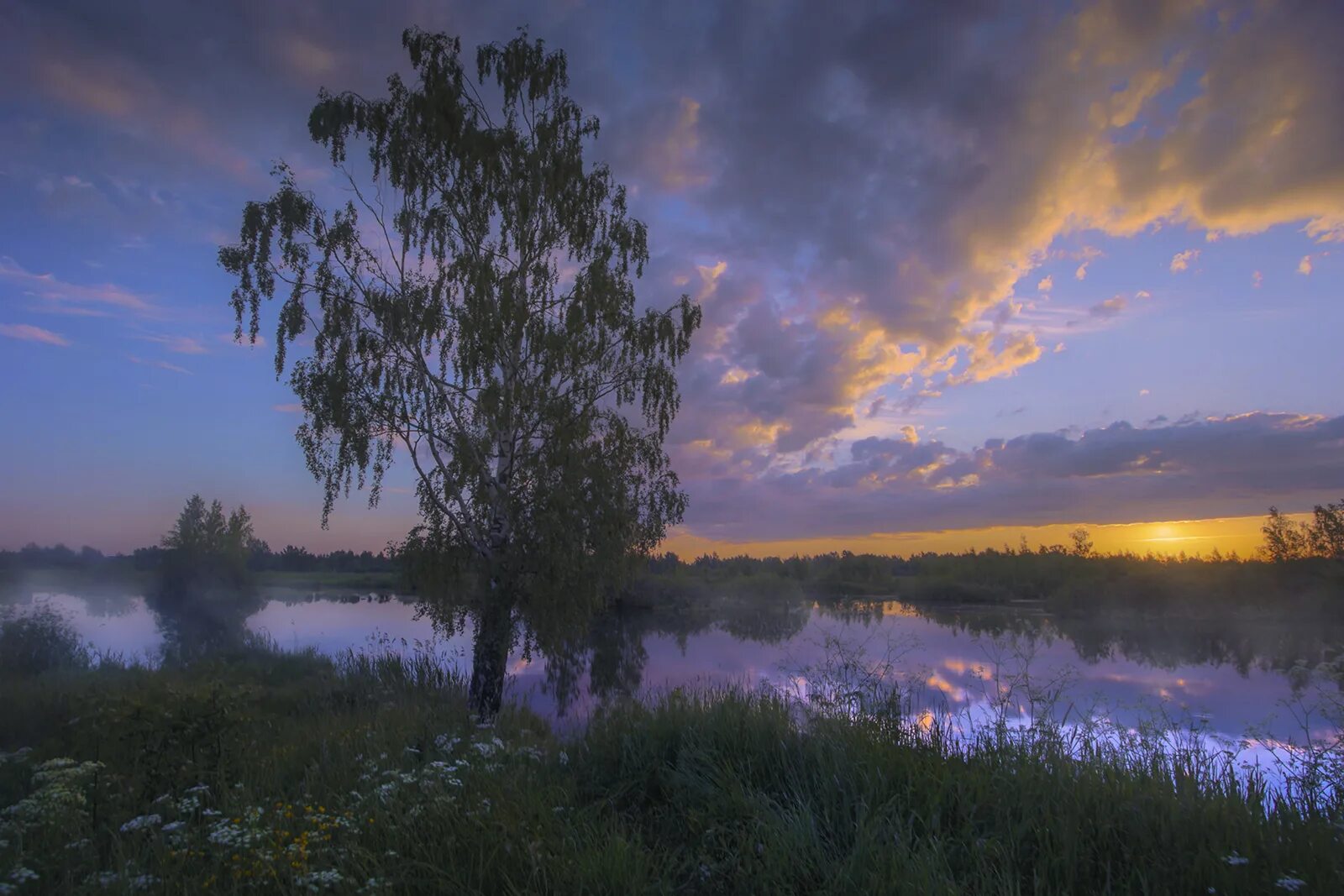 белоствольная береза. пермский край березовые рощи. березы и ромашки. березовая роща сибирь. земля моя я сын твоих берез.
