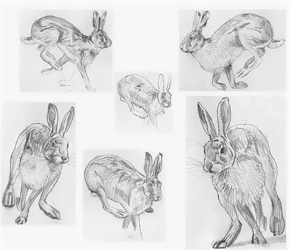 Hare of the cog