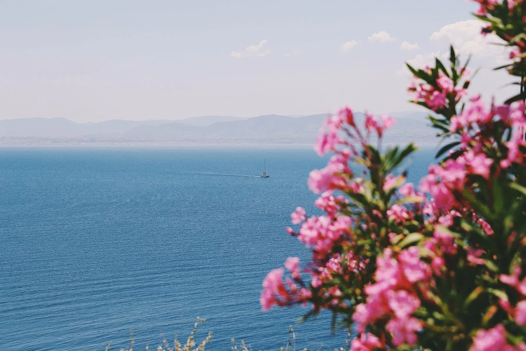 Олеандр в Крыму. Цветы и море. Цветы на фоне моря. Цветы Средиземноморья. Сирень море