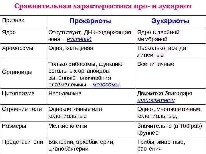 Основные признаки прокариот. Сравнительная характеристика клеток эукариот. Сравнительная характеристика прокариот и эукариот 10 класс. Характерные признаки прокариот и эукариот таблица. Сравнительная характеристика прокариот и эукариот органоиды.