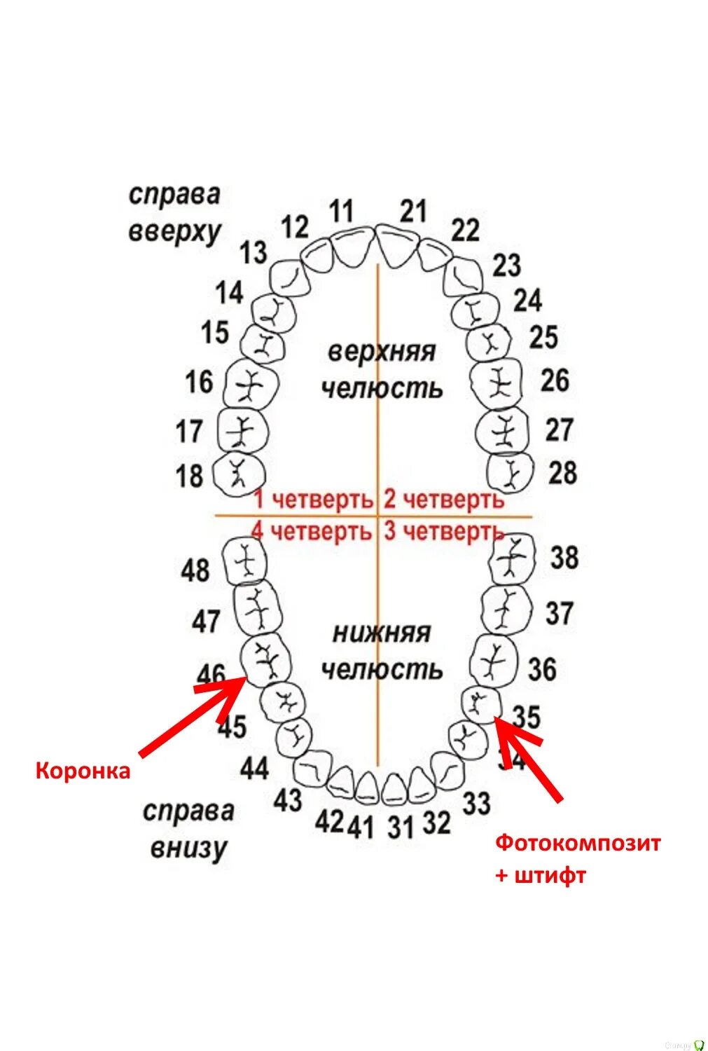 Можно считать зубы. Нумерация зубов в стоматологии схема у детей. Нумерация зубов верхней челюсти человека. Стоматология нумерация зубов верхней челюсти. Стоматология нумерация зубов нижней и верхней челюсти.