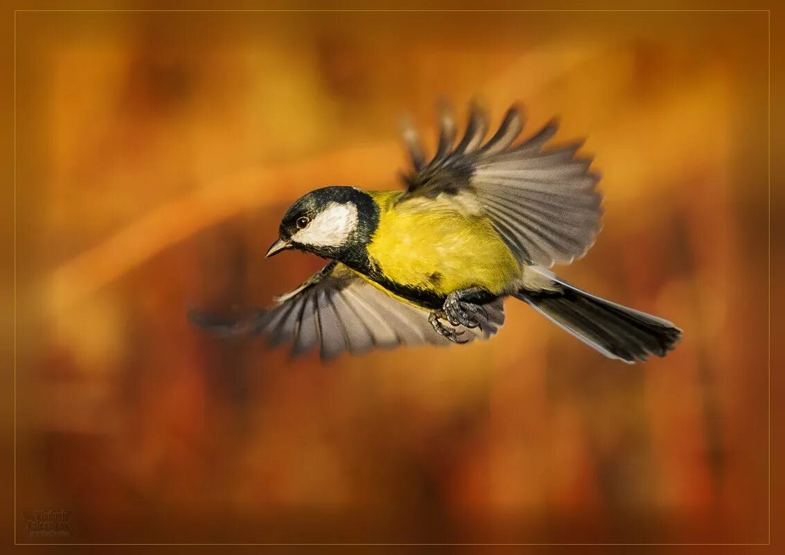 Синичка лазоревка. Крылья синицы. Синица лазоревка в полете. Синица лазоревка в полете. Синичка в полете.